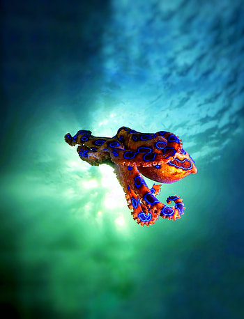 Octopus on Imgur, Viral octopus , Memorable cephalopod , Internet sensation HD phone wallpaper