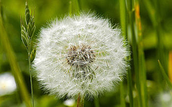 Grass, Macro, Dandelion, Fuzz, Fluff, Seeds, Seed HD wallpaper