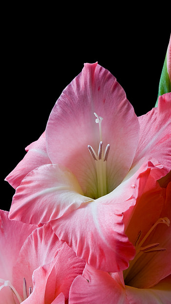 Gladioli, Pink, Gladioli Flower HD phone wallpaper