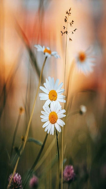 Flowers, summer HD phone wallpaper