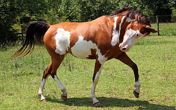Animals, Grass, Spotted, Spotty, Stroll, Horse HD wallpaper