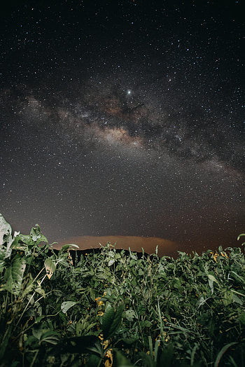 Plants, Nature, Night, Dark, Starry Sky HD phone wallpaper
