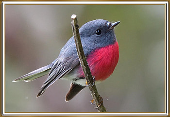 BEAUTIFUL ROBIN, ROBIN, NATURE, BEAUTIFUL HD wallpaper