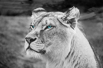 Lion Blue Eyes Monochrome , lion, animals, monochrome, black-and-white, blue-eyes HD wallpaper