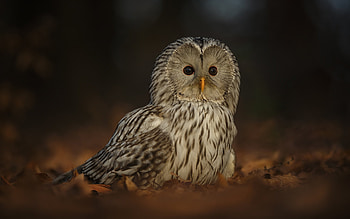 Barn Owl, animal, bird, owl HD wallpaper