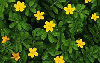 FLOWERS, PETALS, LEAVES, GREEN, YELLOW HD wallpaper