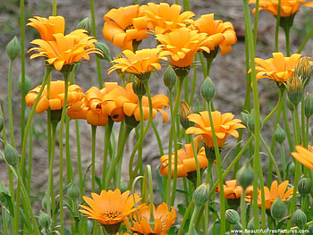 FOR MY DEAR FRIEND JERI, MEMEME, flowers, pretty, field, yellow HD wallpaper
