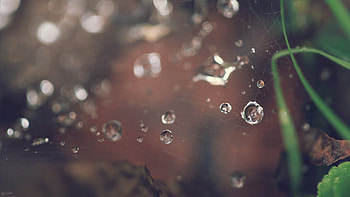 Grass, Web, Drops, Macro HD wallpaper