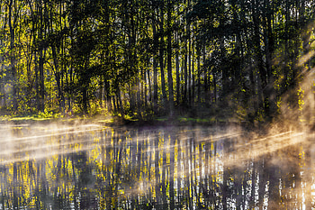 Nature, Trees, Lake, Shine, Light, Rays, Beams, Fog, Morning HD wallpaper