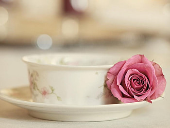 Pink rose, rose, delicate, petals, soft, nature, flowers, blooms, cup HD wallpaper