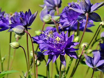 Summer Of Purple Petals, graphy, Flowers, Nature, Sunshine, Purple HD wallpaper