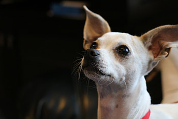 Animals, Dog, Muzzle, Chihuahua HD wallpaper
