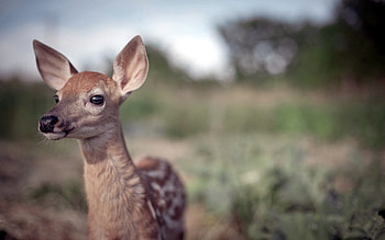 Animals, Grass, Muzzle, Blur, Smooth, Fawn HD wallpaper