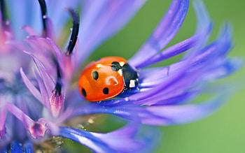 Grass, Flower, Macro, Petals, Ladybug, Ladybird HD wallpaper