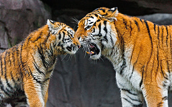Animals, Young, Couple, Pair, Big Cat, Tiger, Care, Joey HD wallpaper