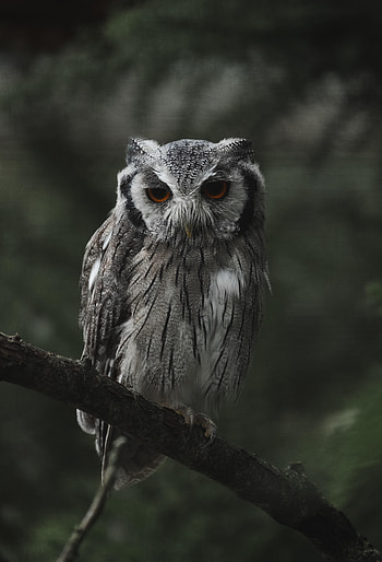 Animals, Owl, Bird, Branch, Sight, Opinion HD phone wallpaper