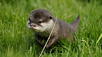Animals, Otters HD wallpaper