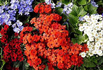 Flowers, Leaves, Bright, Colorful, Different, Cineraria HD wallpaper