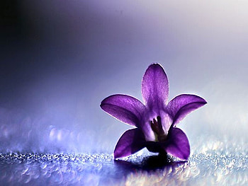 Purple Flower, purple, cool, , flower HD wallpaper