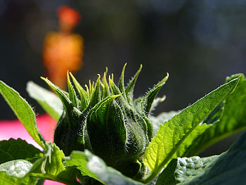 Exotic plant, plant, nature, green, flower HD wallpaper