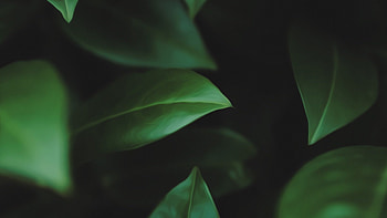 Verdant Whisper — Leaf, nature, leaf HD wallpaper