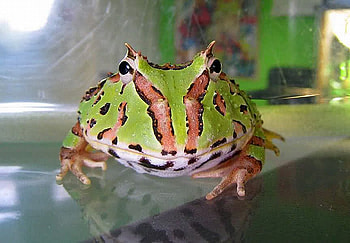 Cool Frog, cool, beautiful, frog HD wallpaper