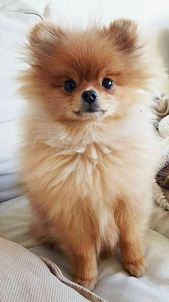 Pomeranian Dog, Pomeranian HD phone wallpaper