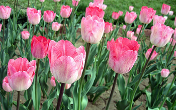 Flowers, Pink, Tulips, Greens, Flower Bed, Flowerbed HD wallpaper