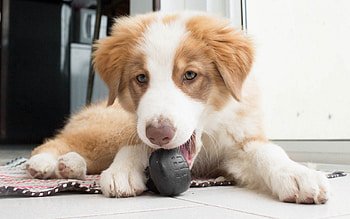 Animals, Dog, Muzzle, Australian Shepherd, Aussie HD wallpaper