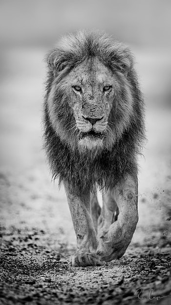 Black Lion, Animal, Background HD phone wallpaper