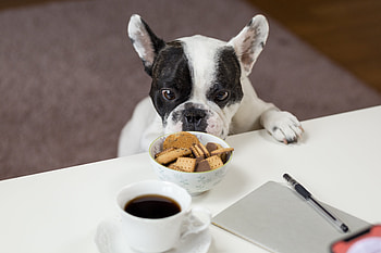 Animals, Cookies, Sight, Opinion, Bulldog, Appetite HD wallpaper
