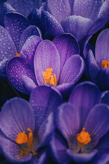 Flowers, Violet, Drops, Macro, Wet, Purple, Crocuses HD phone wallpaper