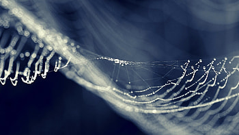spider web background (Ritter Waite ) HD wallpaper