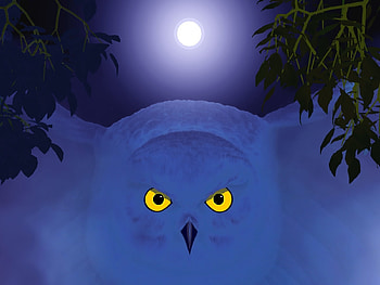 night time, abstract, moon, fantasy, art, birb, owl HD wallpaper