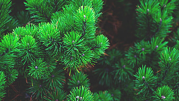 Pine green beauty, , Refreshing landscapes, Nature's wonder HD wallpaper