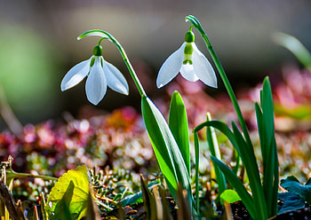 Snowdrops, colorful, delicate, gentle, nature, flowers, spring, fresh HD wallpaper
