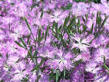 Plants, Flowers, Violet HD wallpaper