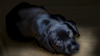 Cute Dog, dog, cute, black, animals HD wallpaper