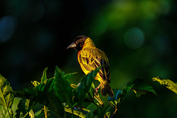 Animals, Leaves, Bird, Wildlife HD wallpaper