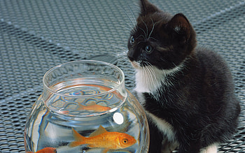 Animals, Cat, Kitty, Kitten, Aquarium, Fish HD wallpaper