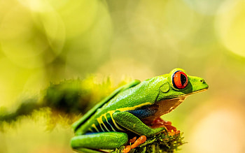 Red Eyed Frog, , Cute cat sleeping, Nature's marvel HD wallpaper
