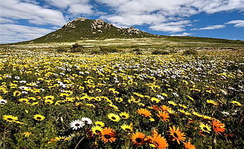 West coast south Africa, flowers, Africa, mountain, field HD wallpaper