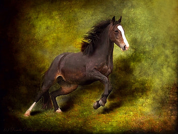 Beautiful Horse, cool, horse, beautiful HD wallpaper