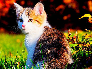 gato, bello, natura, color HD wallpaper