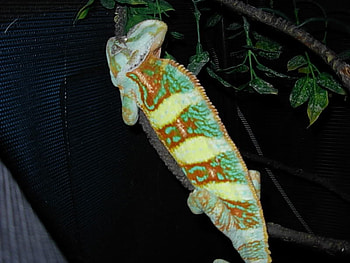 chamelon, colorfull, 1 of a kind, amazing, special HD wallpaper