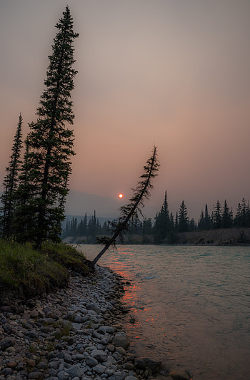 Nature, Rivers, Sunset, Sun, Fir, Spruce HD phone wallpaper