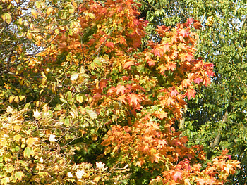 Coloured Tree, coloured, leaves, autumn, forest, tree HD wallpaper
