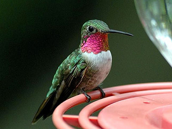 Hummingbird_Broad-Tailed, hummingbird, beautiful, broad-tailed HD wallpaper