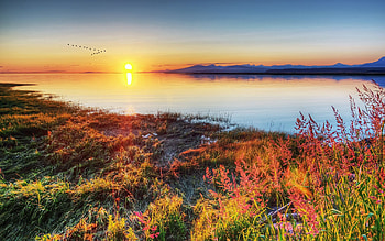 Nature, Birds, Sunset, Grass, Autumn, Sun, Shore, Bank, Wedge HD wallpaper