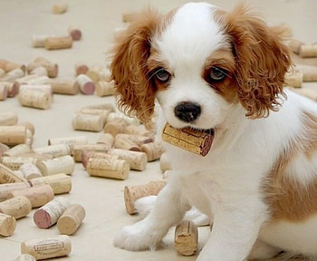 PUPPY WITH CORKS, animal, dog, puppy, corks, cute HD wallpaper